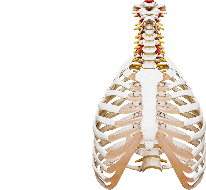 Osteopatia PRZYCHODNIA SPECJALISTYCZNA PRZYCHODNIA SPECJALISTYCZNA